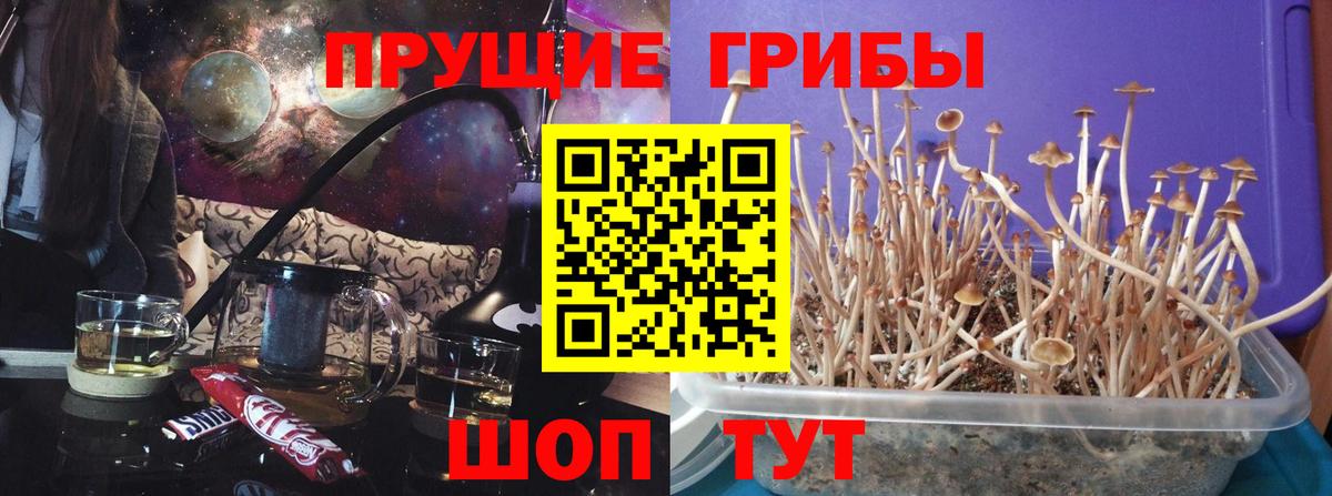 Псилоцибиновые грибы MAGIC MUSHROOMS  Вход с VPN  Звенигород  Галлюциногенные грибы GOLDEN TEACHER 